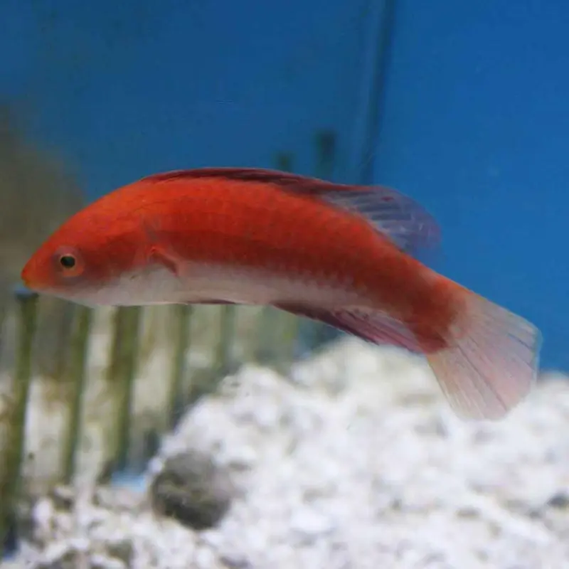 Redfin Fairy Wrasse - Cirrhilabrus rubripinnis - Adult