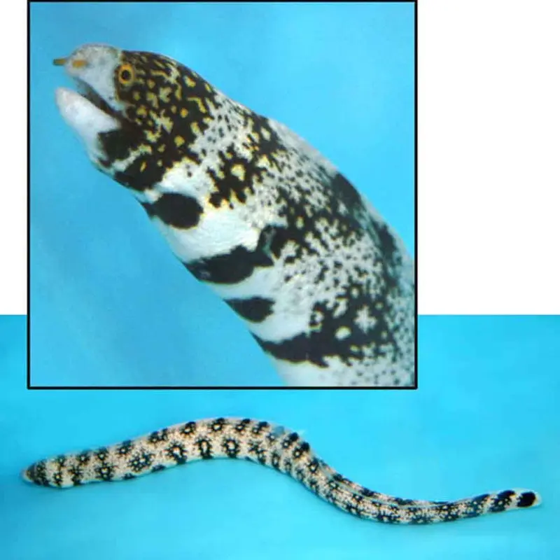 Snowflake Moray Eel - Echidna nebulosa - Large