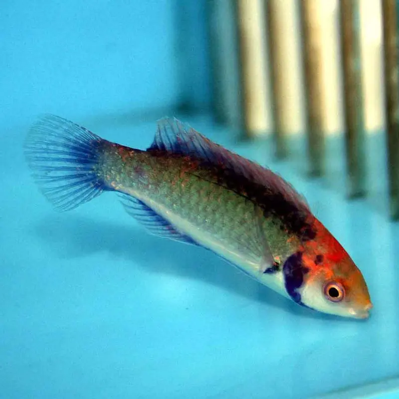Solor Fairy Wrasse - Cirrhilabrus solorensis - Adult