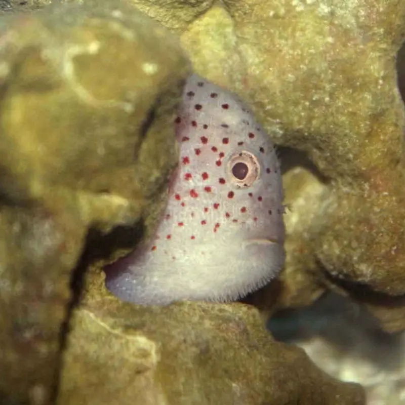 Spotted Coral Croucher - Caracanthus maculatus
