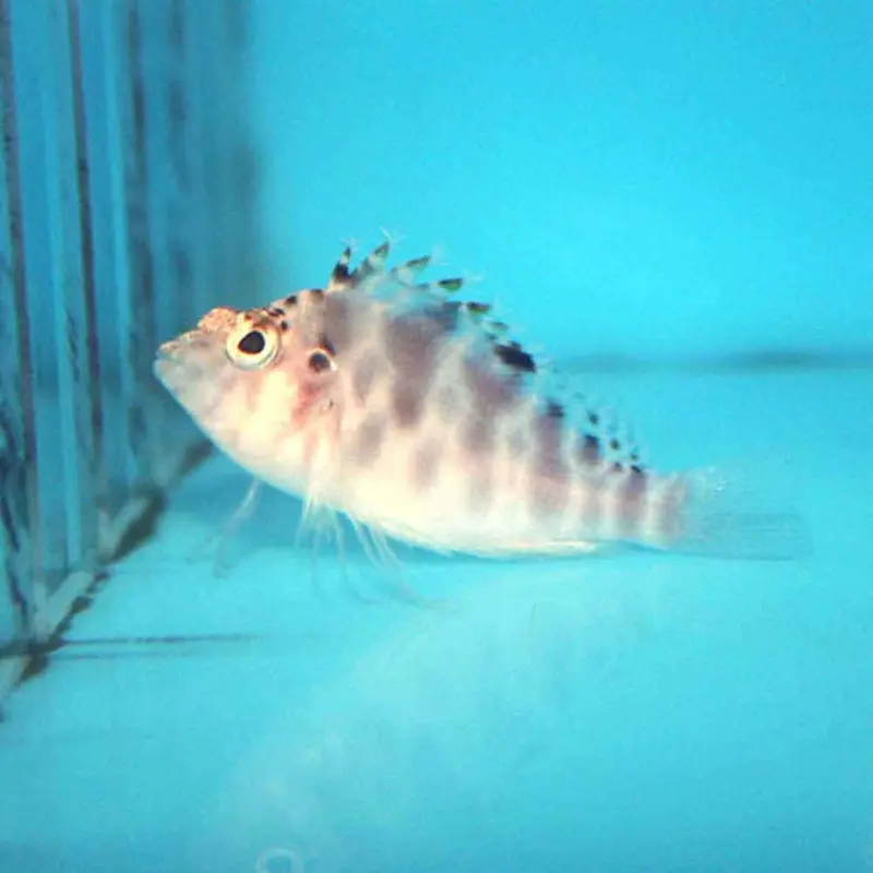 Spotted Hawkfish - Cirrhitichthys aprinus