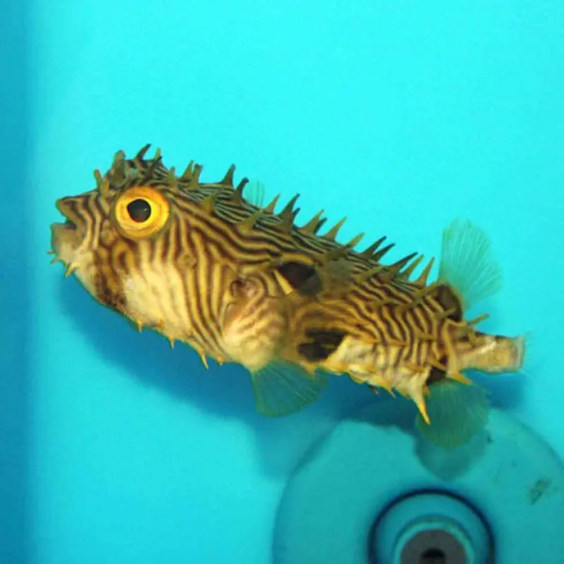 Striped Burrfish - Chilomycterus schoepfii - Small
