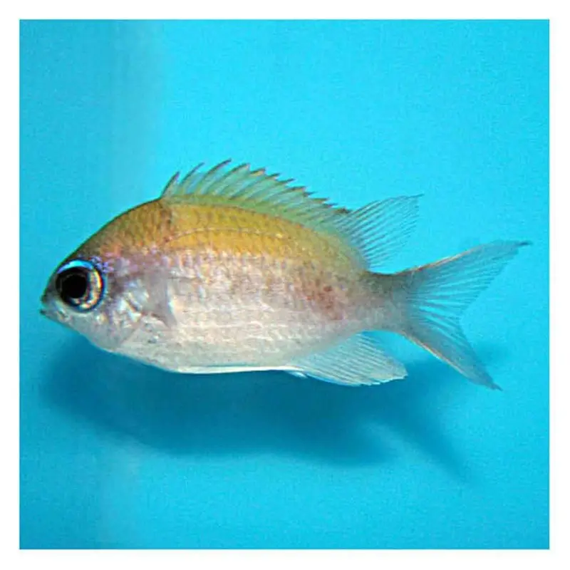 Sunshine Chromis - Chromis insolata