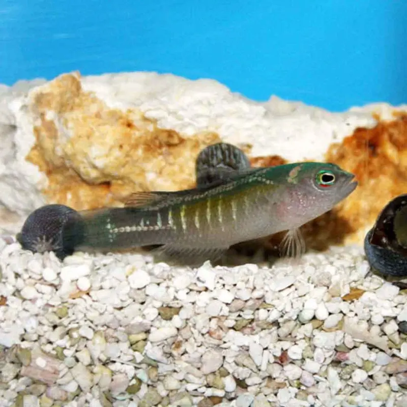 Surge Dottyback - Pseudochromis cyanotaenia - Male