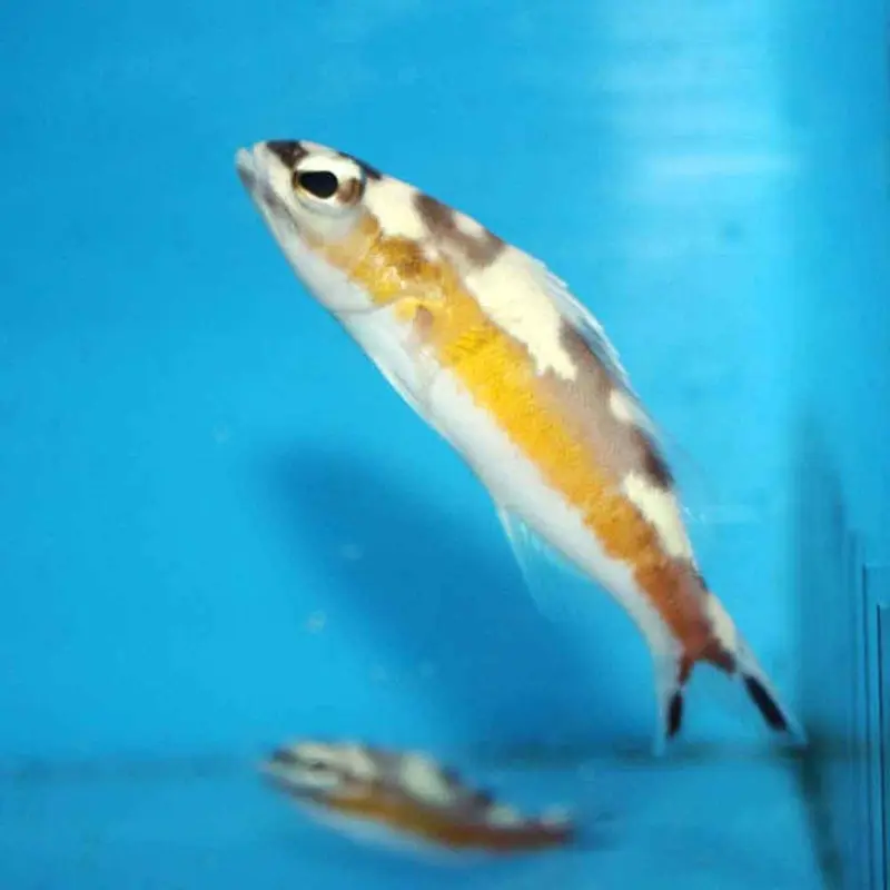 Tobacco Bass - Serranus tabacarius - Large