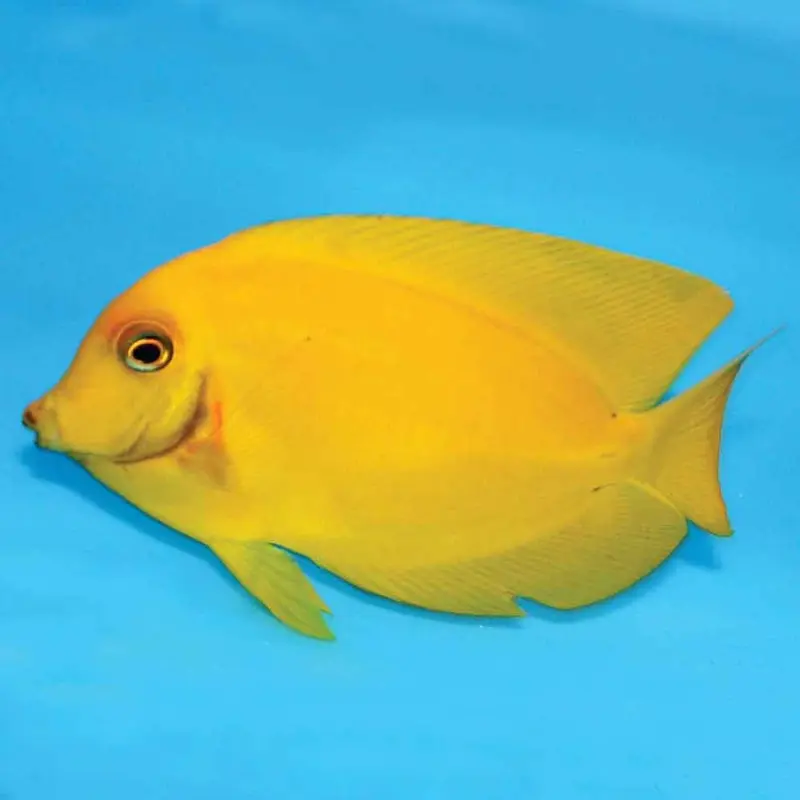 Yellow Mimic Tang - Acanthurus pyroferus - Medium