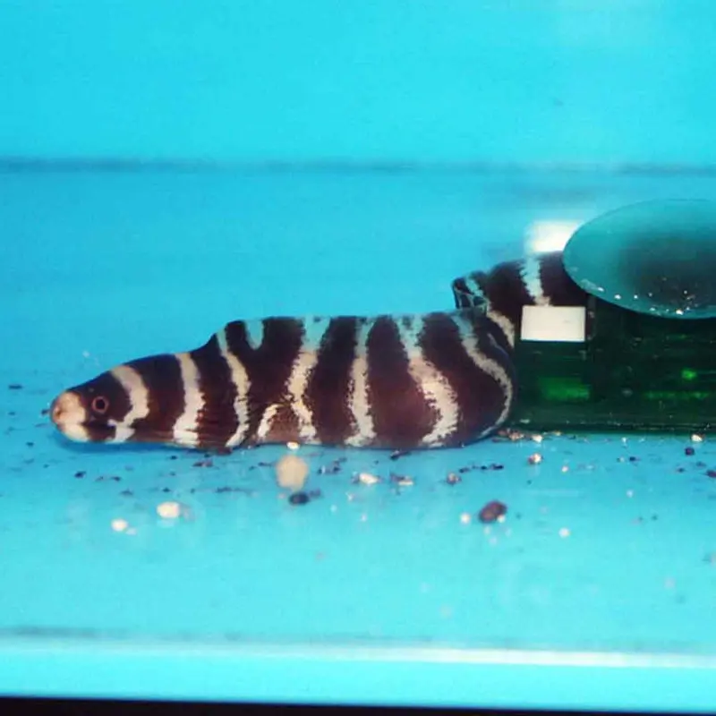 Banded Moray Eel - Echidna polyzona