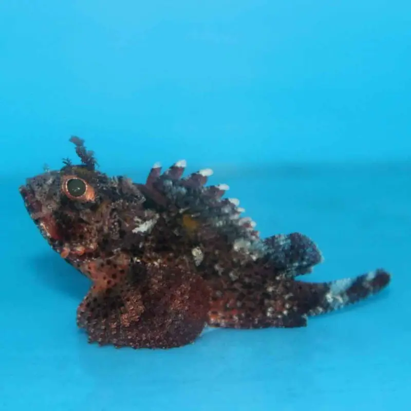 Barbfish - Scorpaena brasiliensis - Small