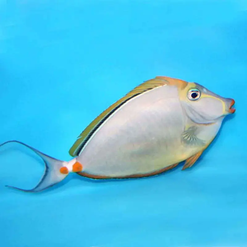 Blonde Naso Tang - Naso elegans - Small/Medium