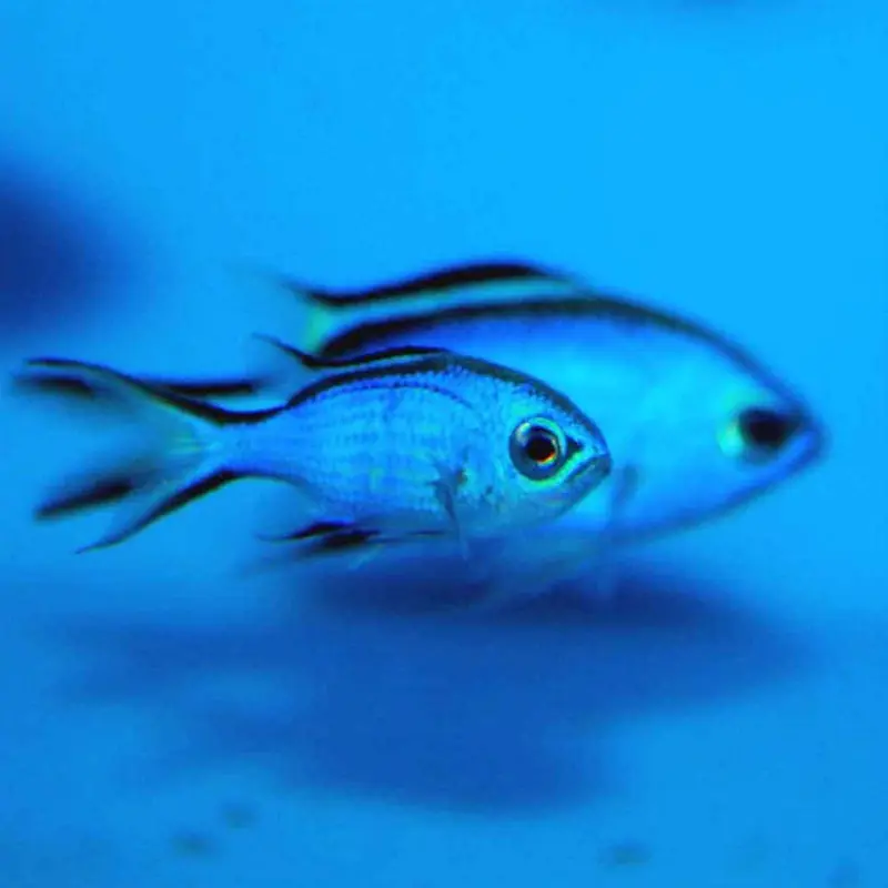 Blue Reef Chromis - Chromis cyanea
