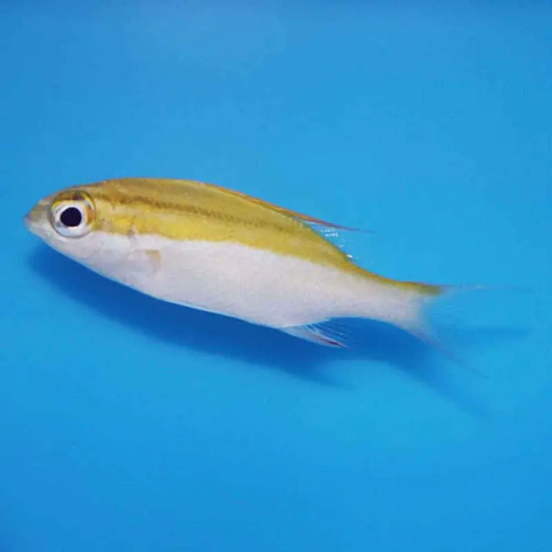 Bridled Monocle Bream - Scolopsis bilineata - Juvenile