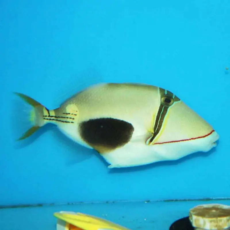 Bursa Trigger - Rhinecanthus verrucosus - Small/Medium