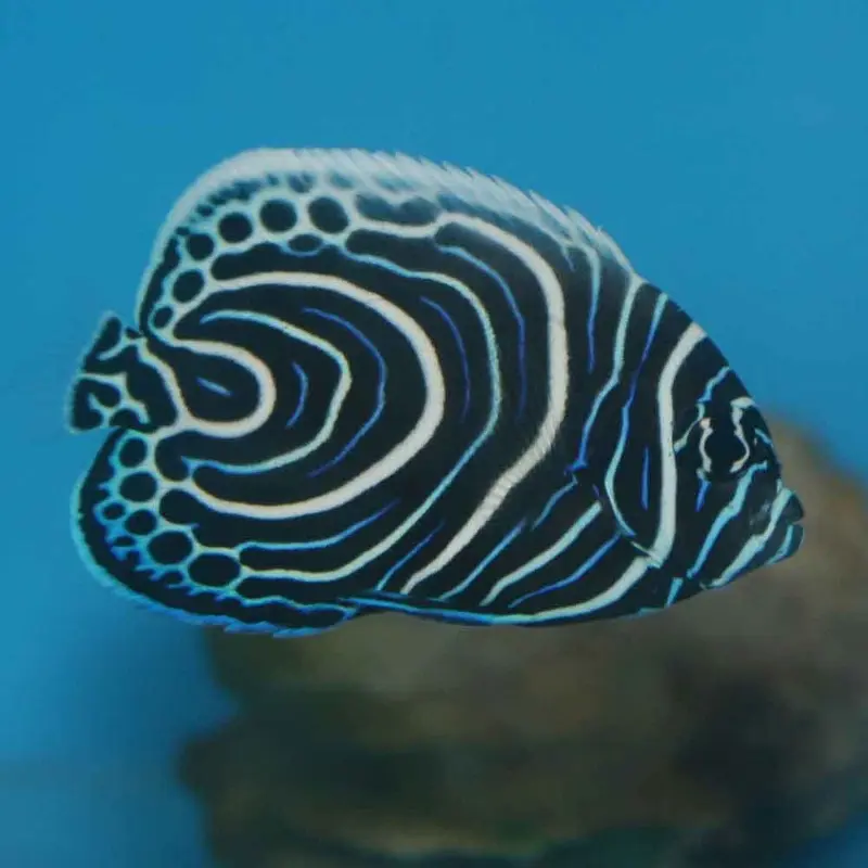 Emperor Angel - Pomacanthus imperator - Medium Juvenile