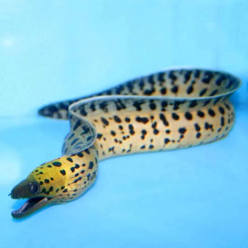 Fimbriated Moray Eel - Gymnothorax fimbriatus - Medium/Large