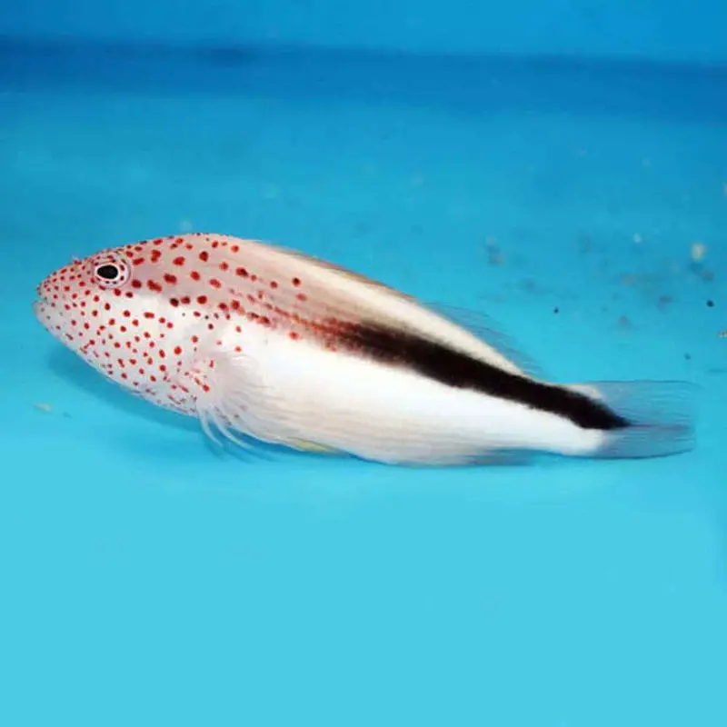 Freckled Hawkfish - Paracirrhites forsteri - Medium