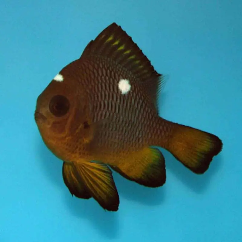 Golden Domino Damsel - Dascyllus auripinnis