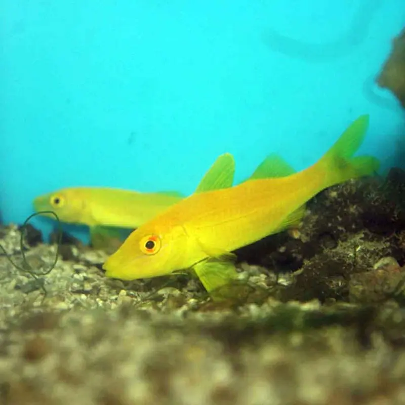 Goldsaddle Goatfish - Parupeneus cyclostomus - Small