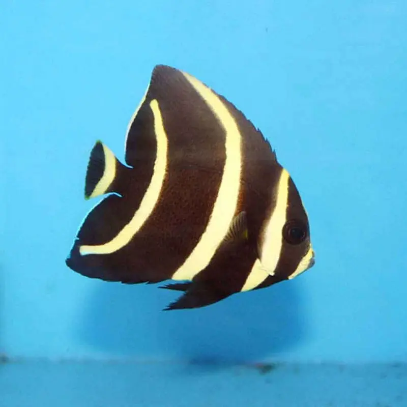 Gray Angel - Pomacanthus arcuatus - Medium Juvenile