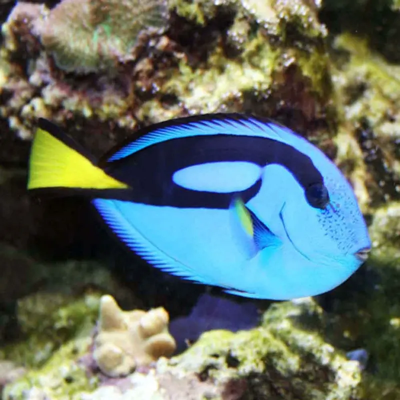 Hippo Tang - Paracanthurus hepatus - Medium