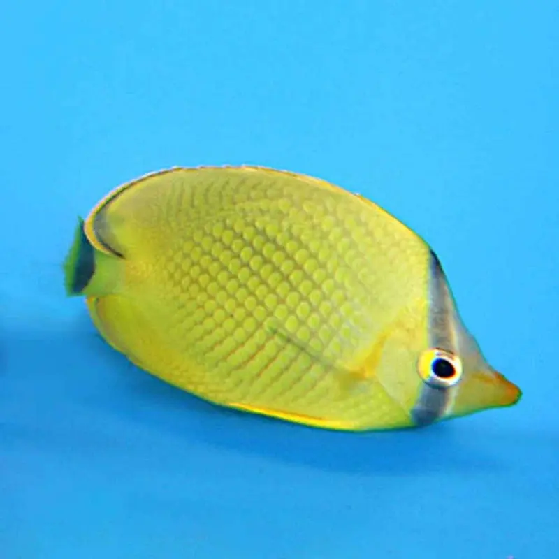 Latticed Butterfly - Chaetodon rafflesi - Small