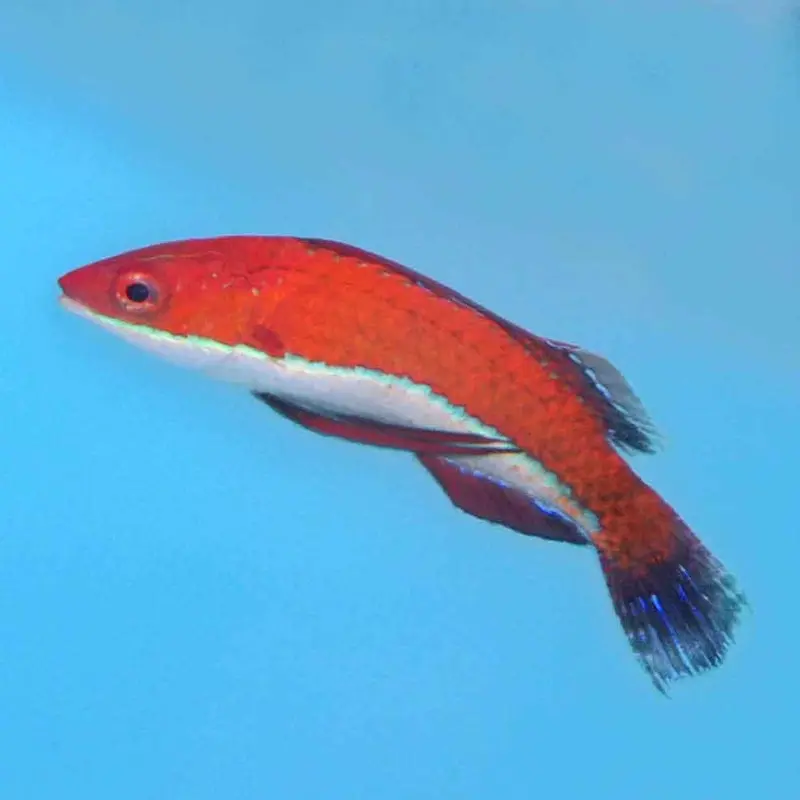 Longfin Fairy Wrasse - Cirrhilabrus rubriventralis