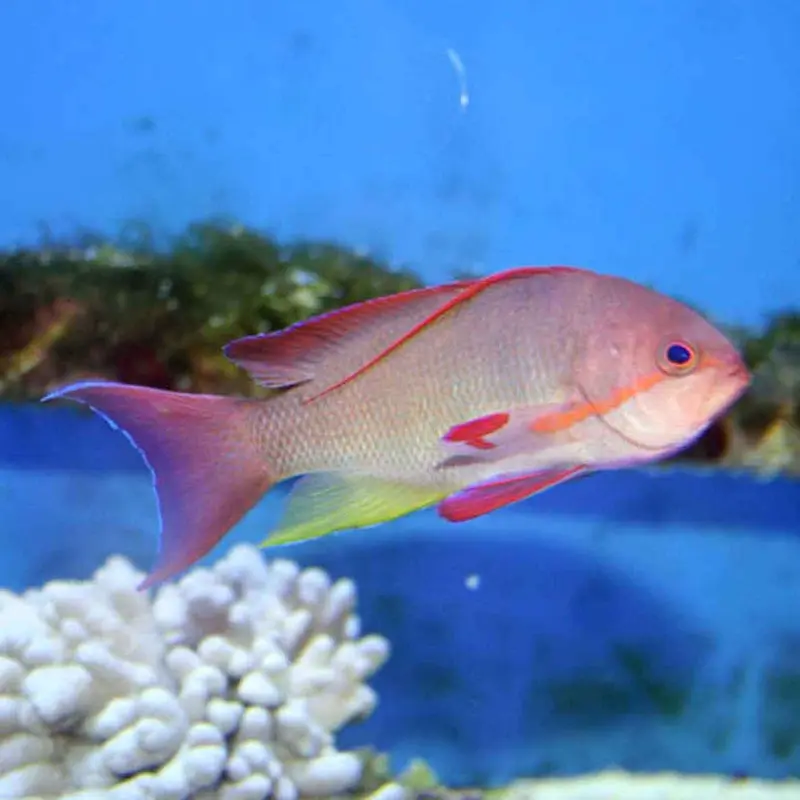 Lyretail Anthias - Pseudanthias squamipinnis - Medium Male