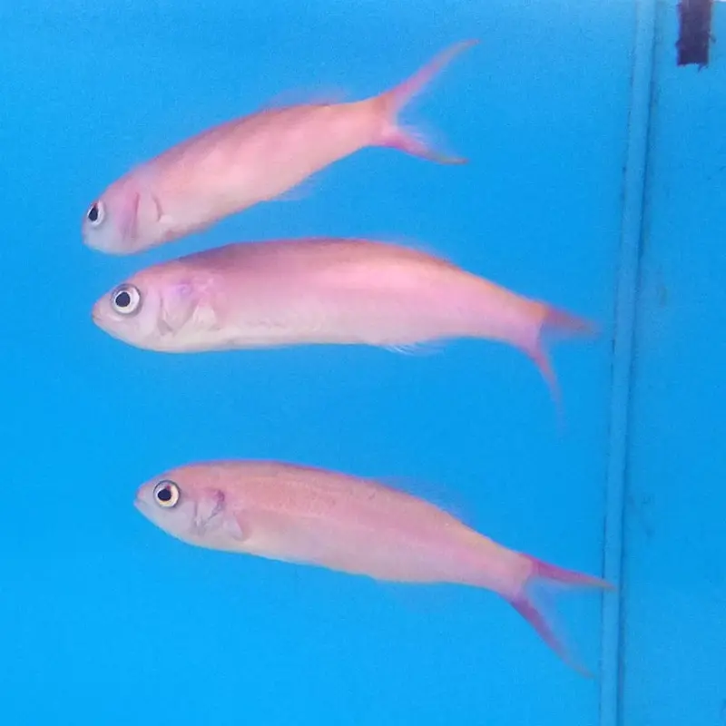 Magenta Slender Anthias - Luzonichthys waitei