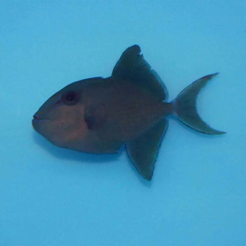 Niger Trigger - Odonus niger - Small