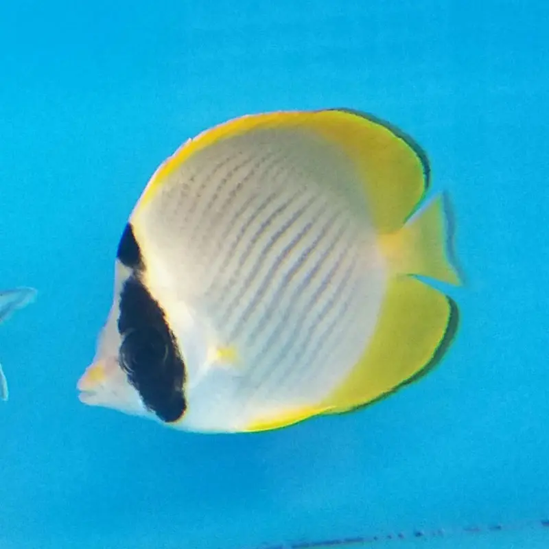 Philippine Butterfly - Chaetodon adiergastos