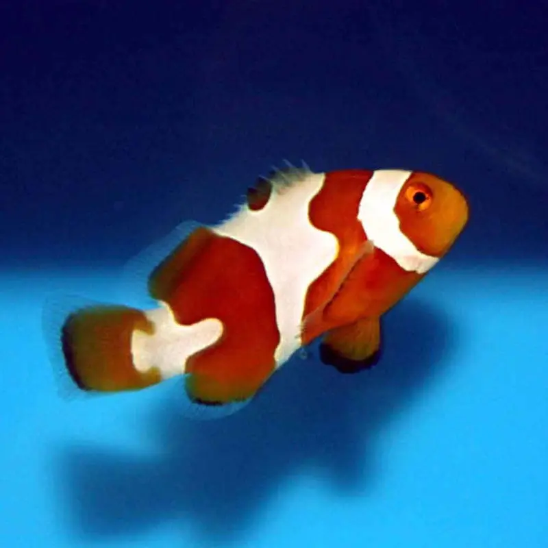 Picasso Clownfish - Amphiprion percula - CB