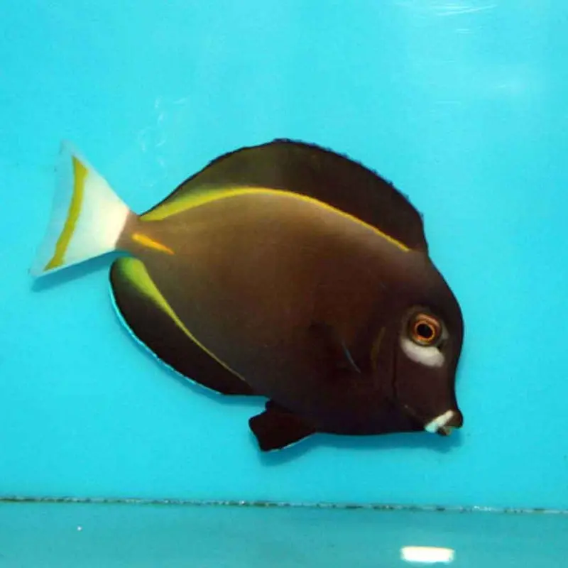 Powder Grey Tang - Acanthurus nigricans - Medium