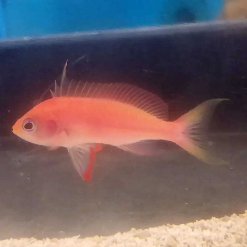 Randall's Anthias - Pseudanthias randalli - Male