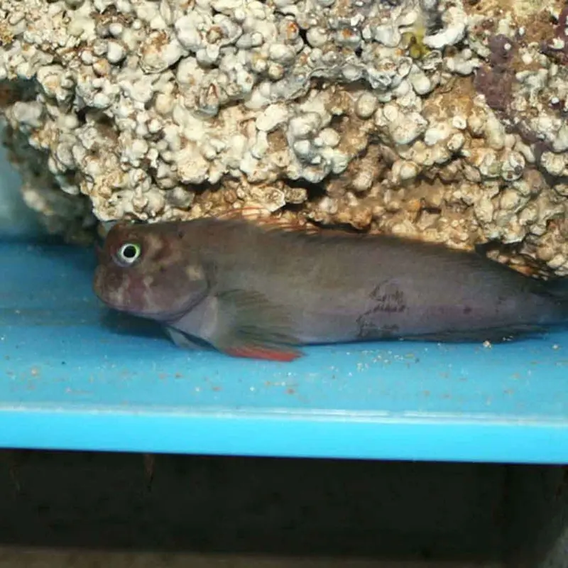 Red Lip Blenny - Ophioblennius atlanticus