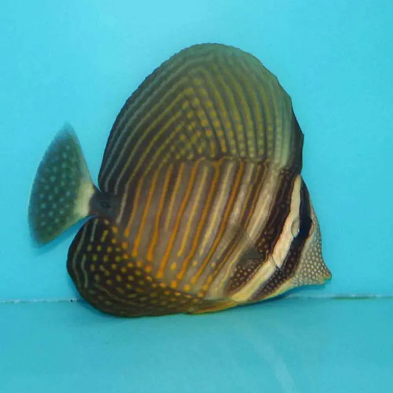 Red Sea Sailfin Tang - Zebrasoma desjardinii - Small