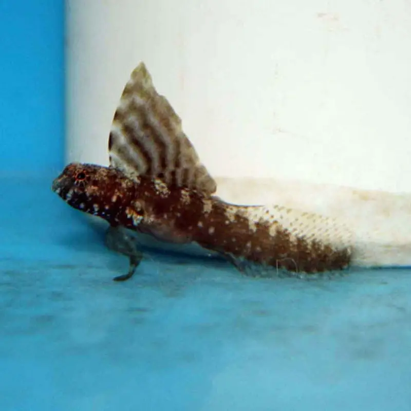 Sailfin Blenny - Emblemaria pandionis