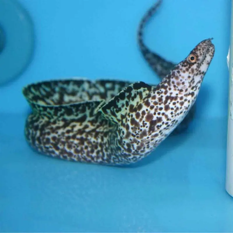 Spotted Moray Eel - Gymnothorax moringa