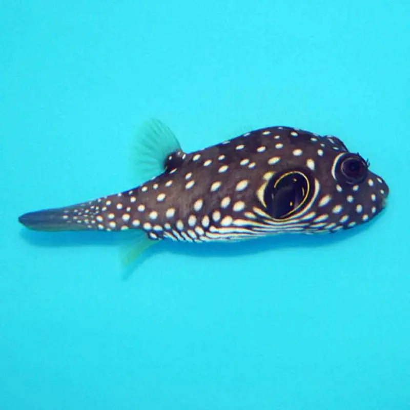 Stars and Stripes Puffer - Arothron hispidus - Small/Medium