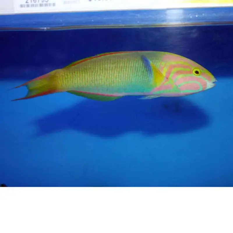 Sunset Wrasse - Thalassoma lutescens