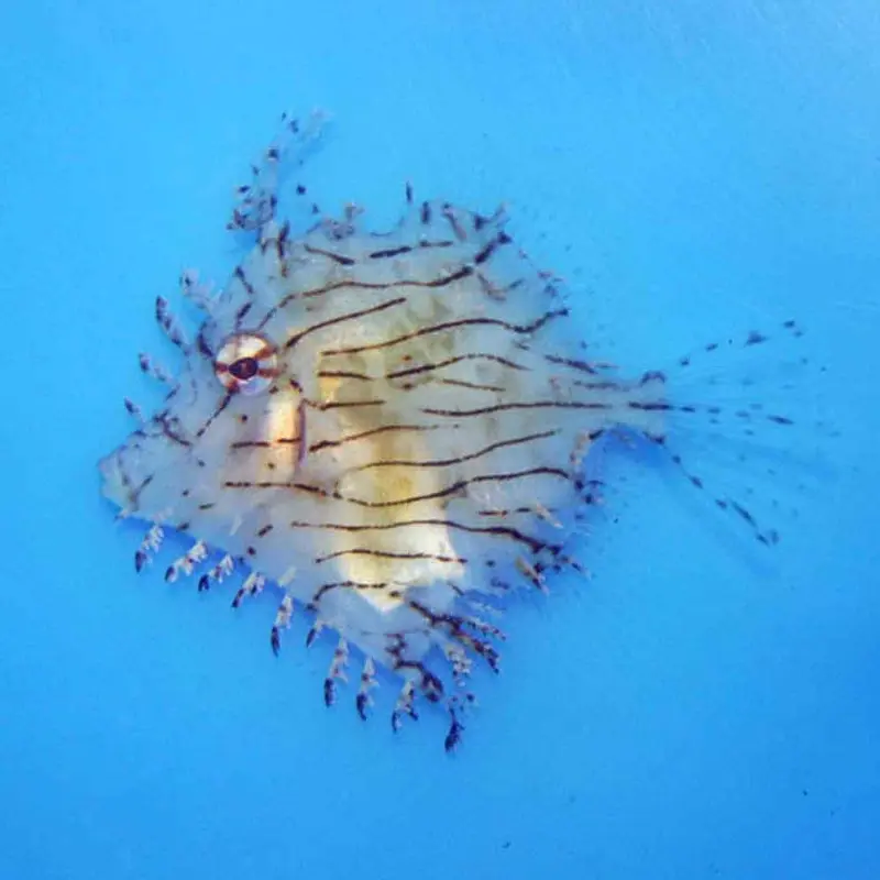 Tasseled Filefish - Chaetodermis penicilligerus - Medium