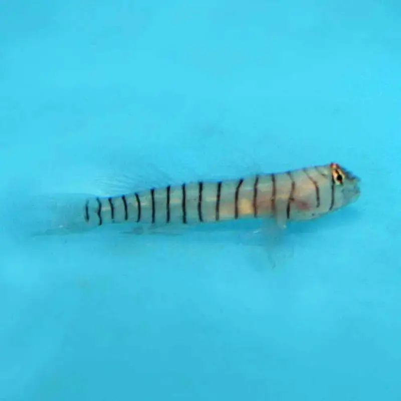 Tiger Goby - Elacatinus macrodon - CB