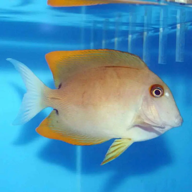 Tomini Bristletooth Tang - Ctenochaetus tominiensis - Large