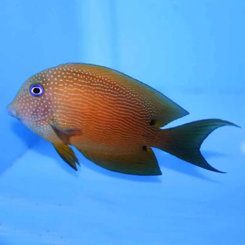 Two-spot Bristletooth Tang - Ctenochaetus binotatus - Medium