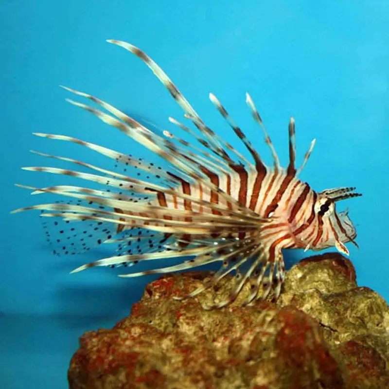 Volitan Lionfish - Pterois volitans - Small