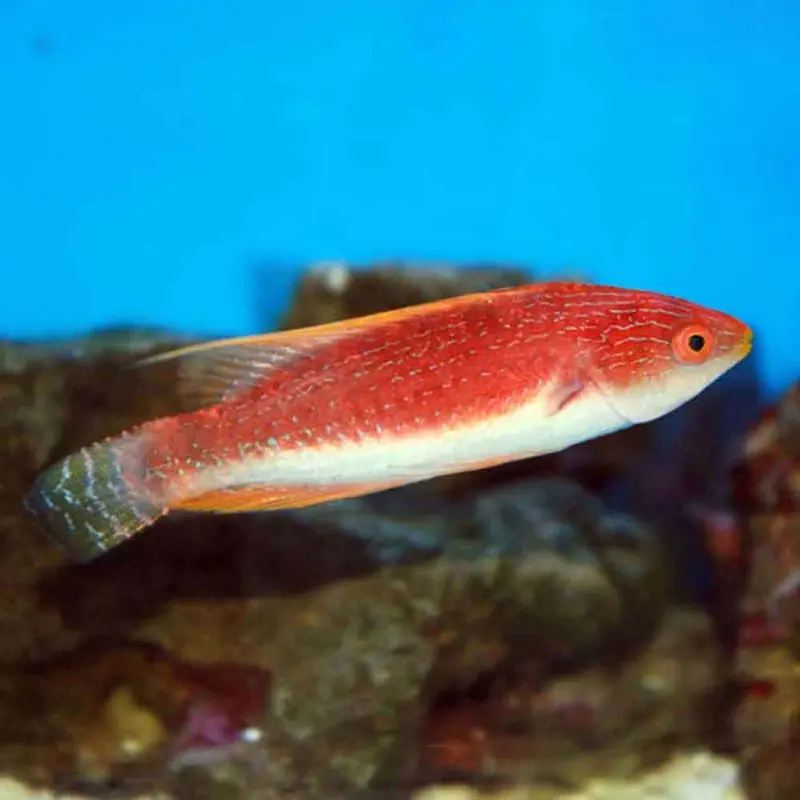 Whip-fin Fairy Wrasse - Cirrhilabrus filamentosus - Male