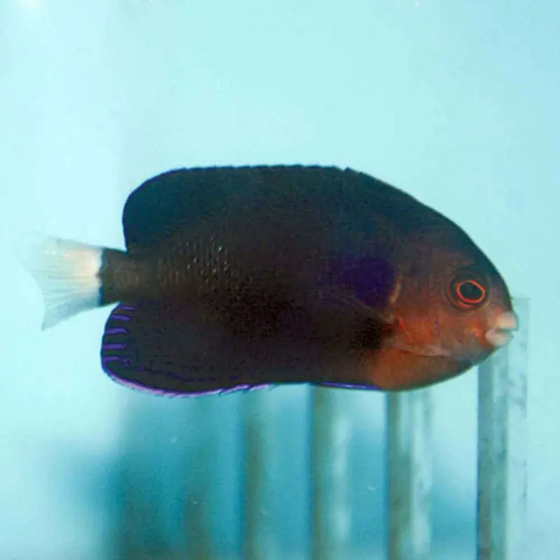 Whitetail Pygmy Angel - Centropyge flavicauda