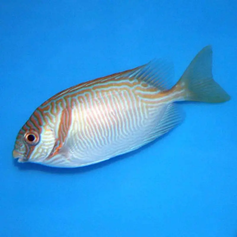 Barred Rabbitfish - Siganus doliatus - Large