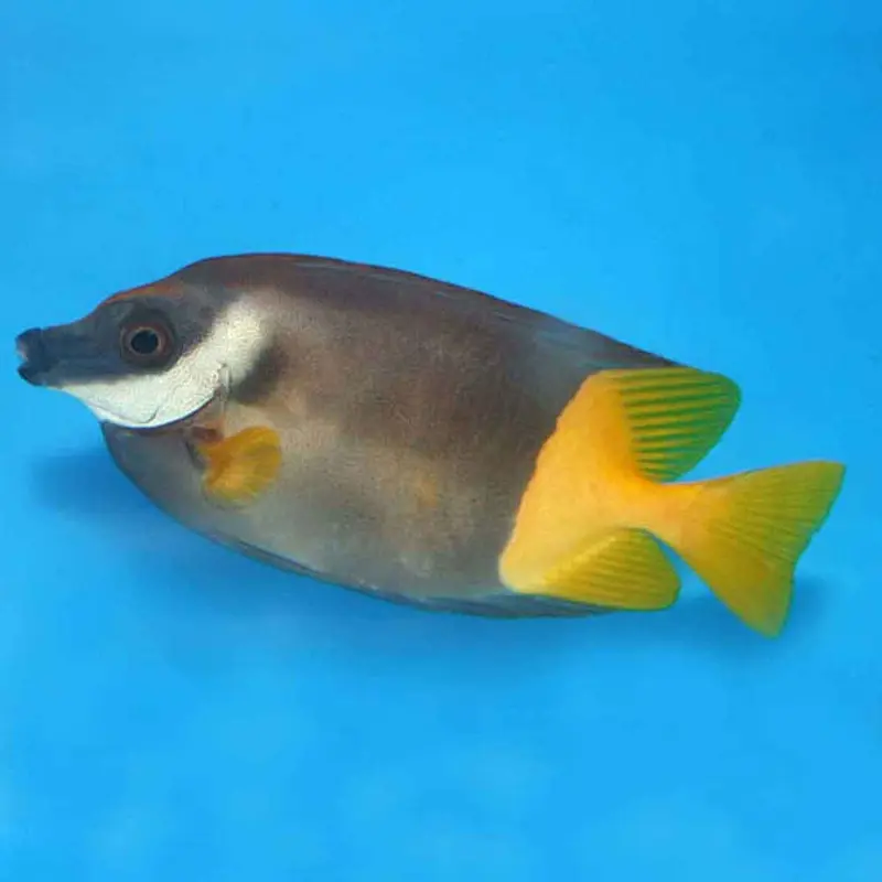Bicolored Foxface - Siganus uspi - Medium