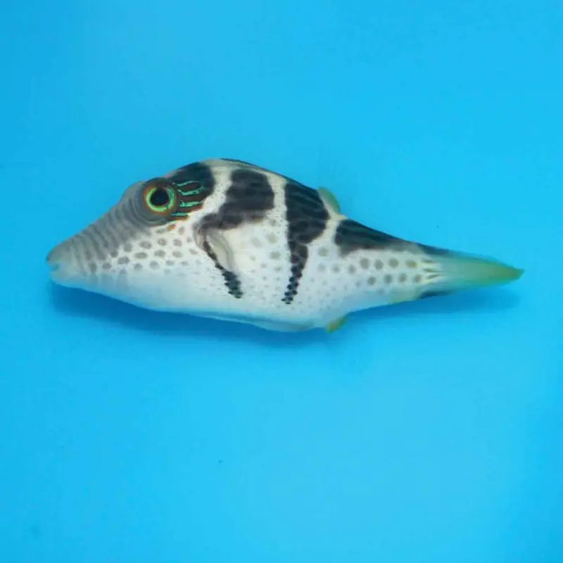 Black Saddled Toby Puffer - Canthigaster valentini - Large