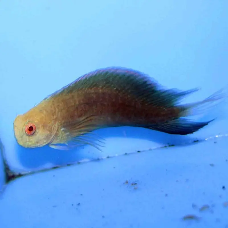 Black Sailfin Blenny - Atrosalarias fuscus - Large