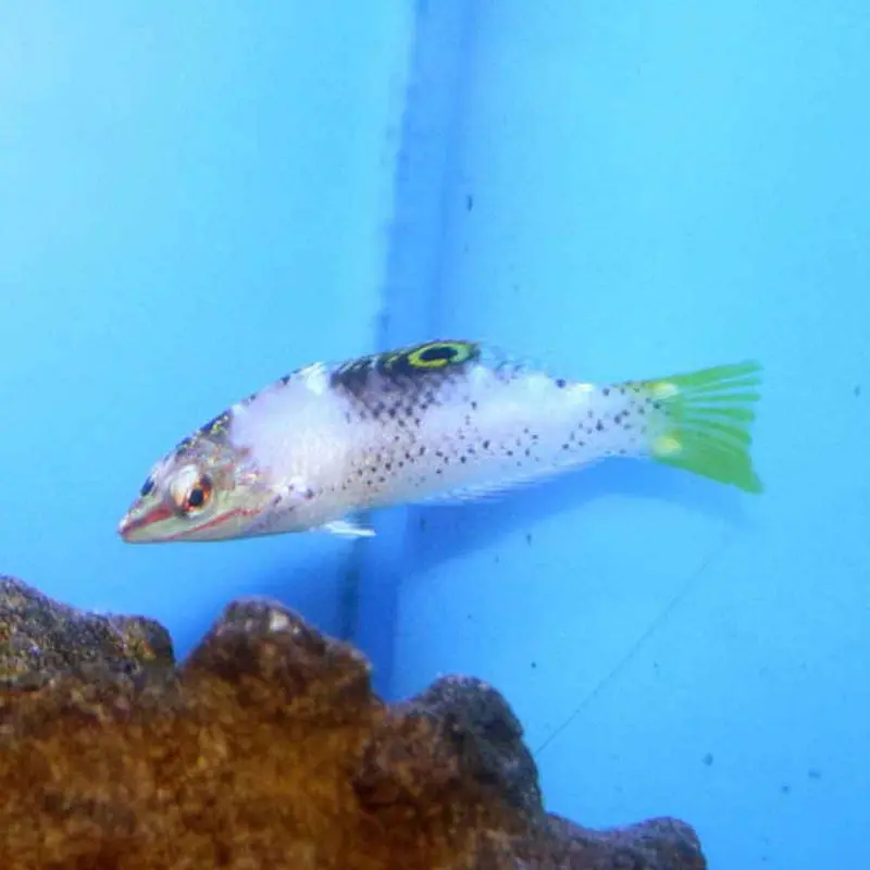 Checkerboard Wrasse - Halichoeres hortulanus - Juvenile